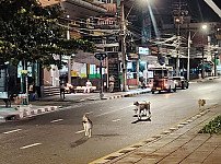stray-dogs4-696x422.jpg